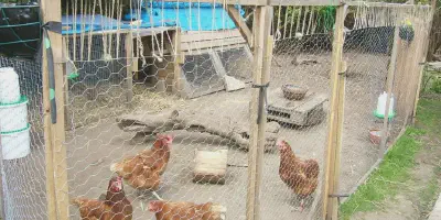 /img/54452-chicken-coop-fence-maintenance.webp