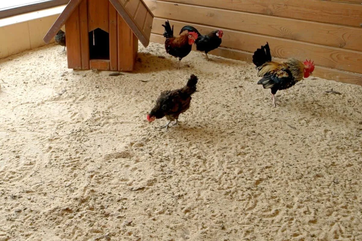 54456 cleaning sand coop
