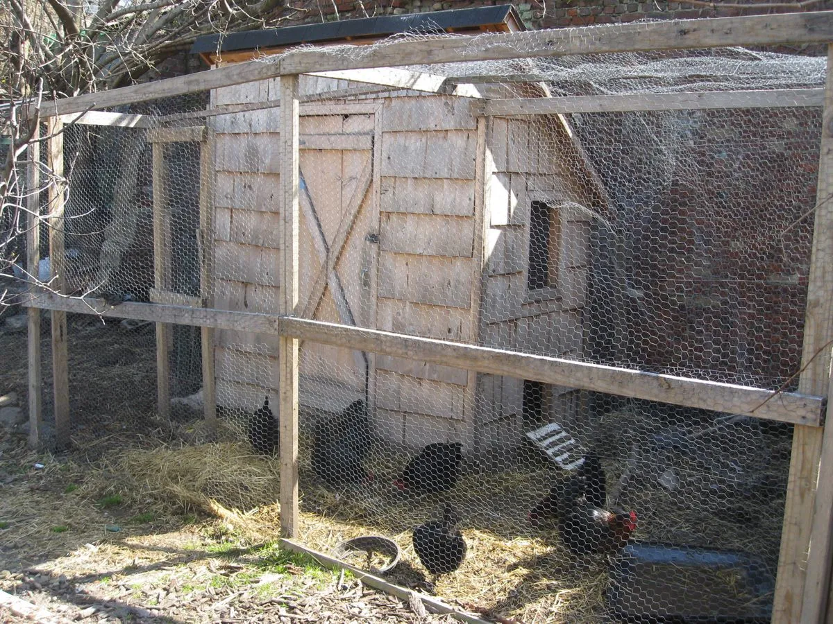 54477 chicken coop plans introduction