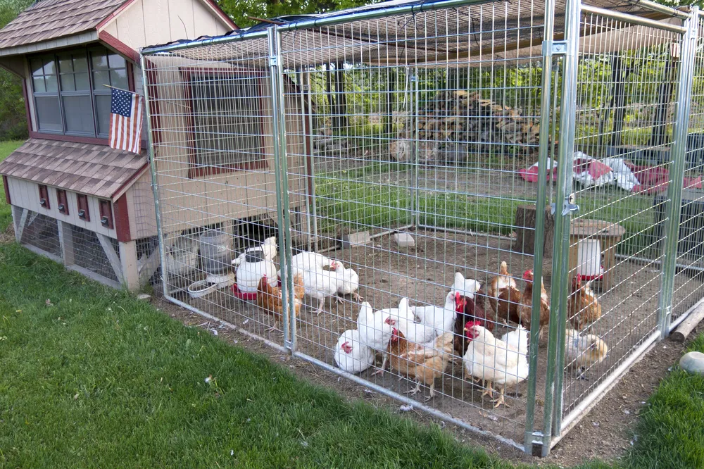 54484 automatic chicken feeder