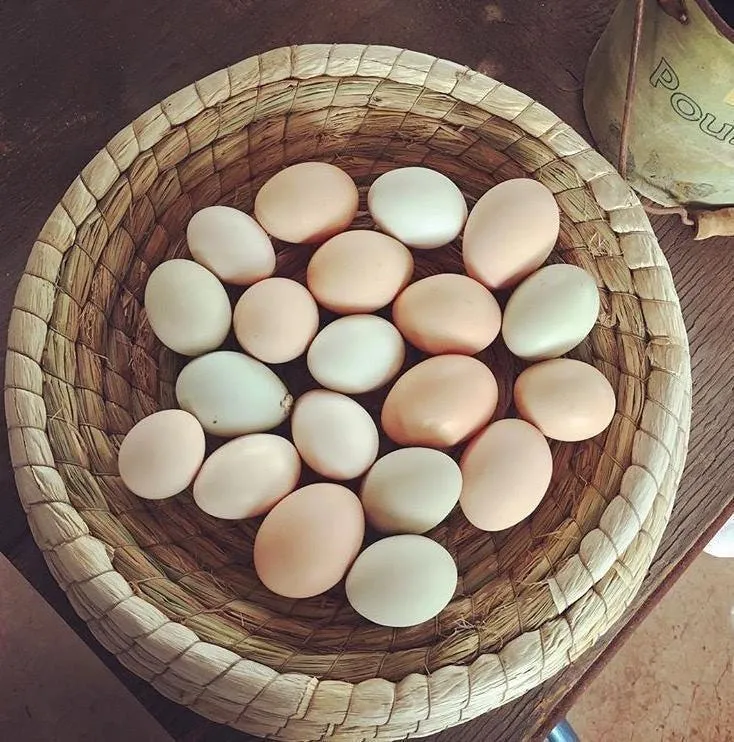 54484 chicken waterer types