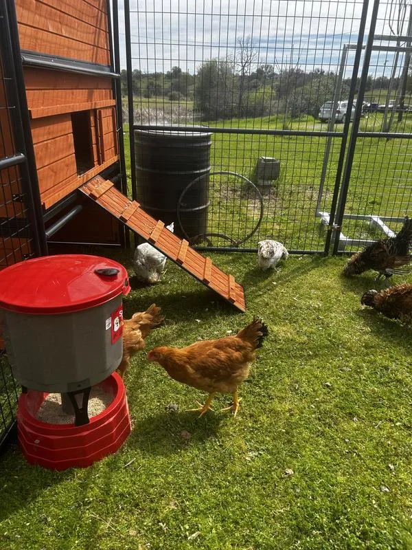 54489 chicken coop maintenance