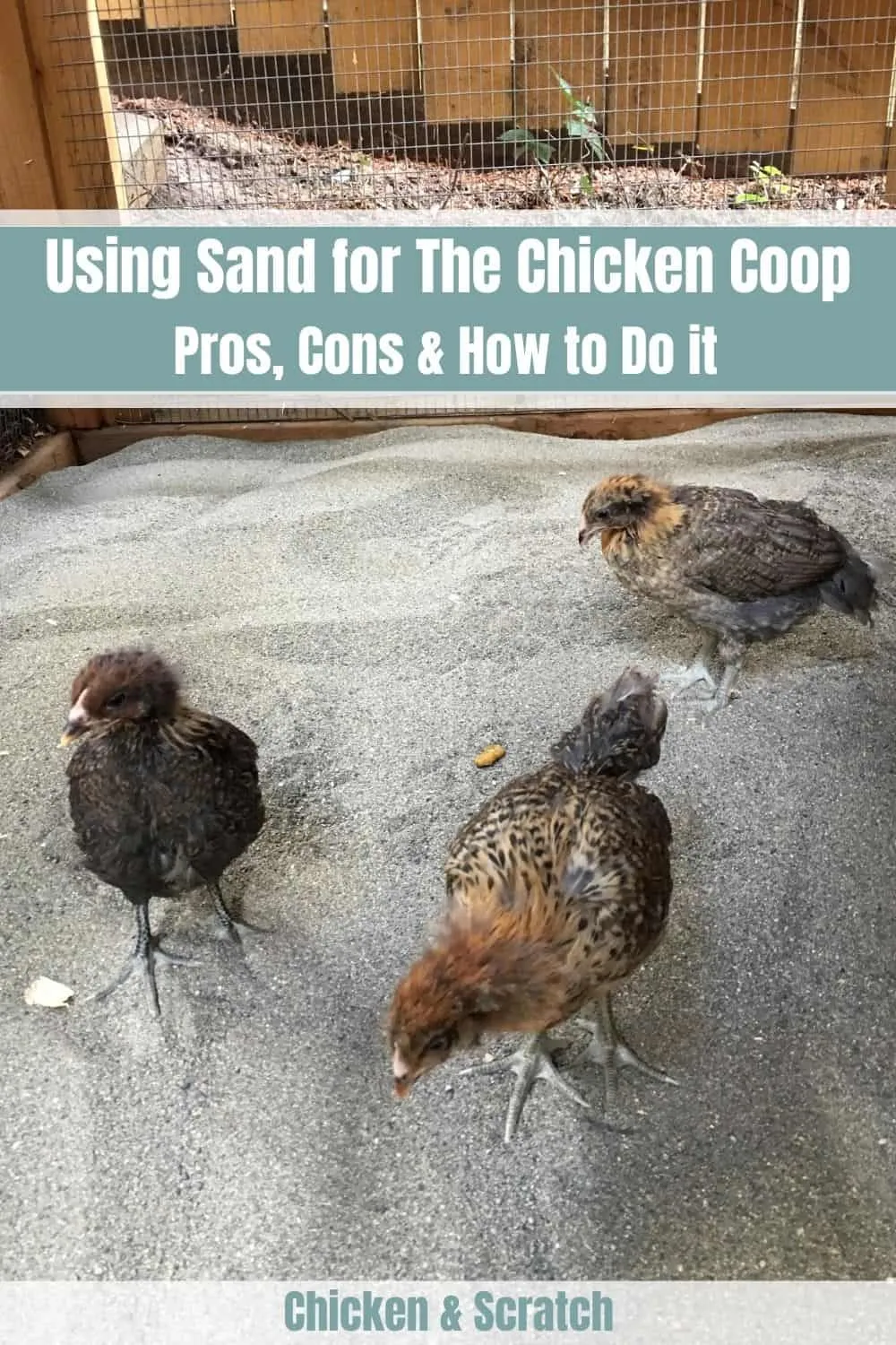 54495 chicken coop sand benefits