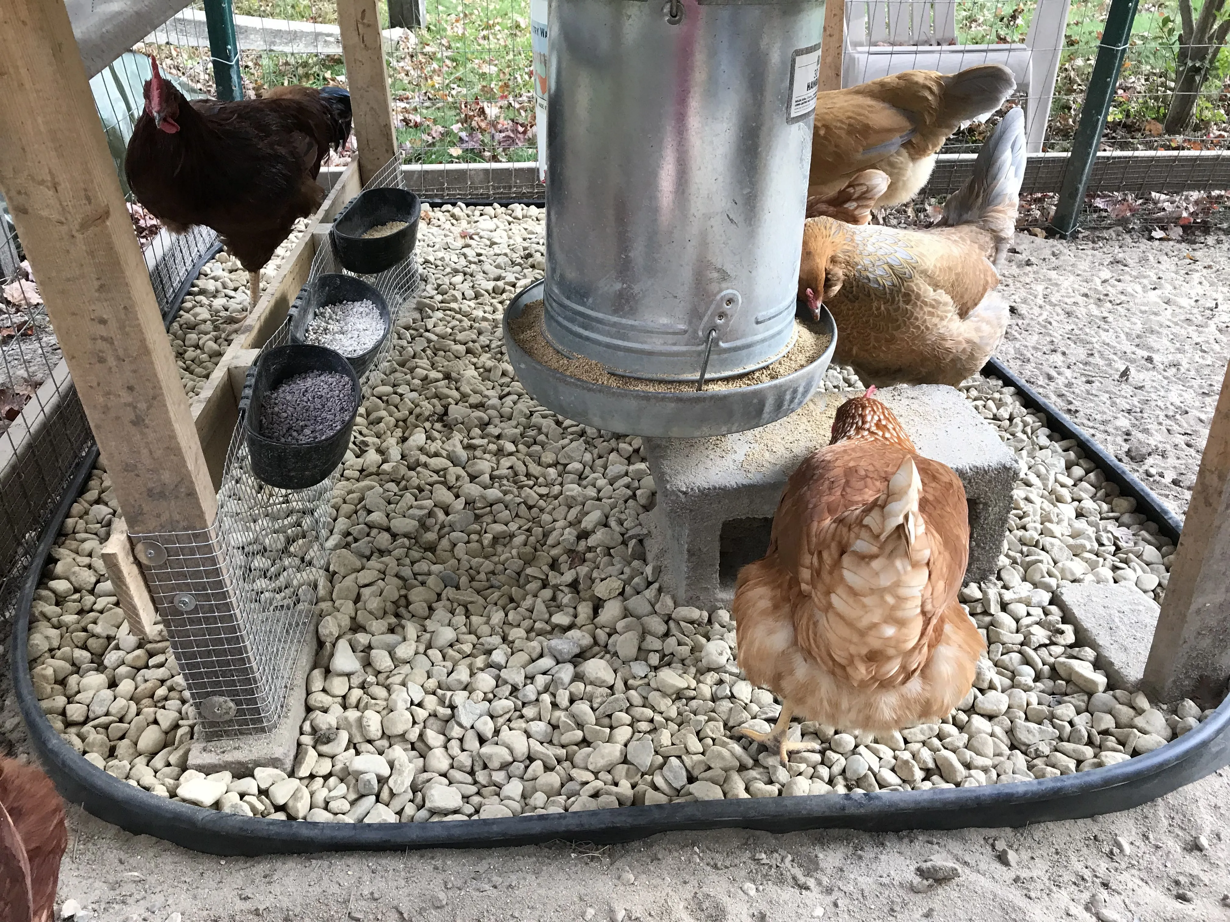54495 chicken coop sand installation