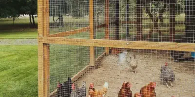 /img/54502-chicken-coop-inspection.webp