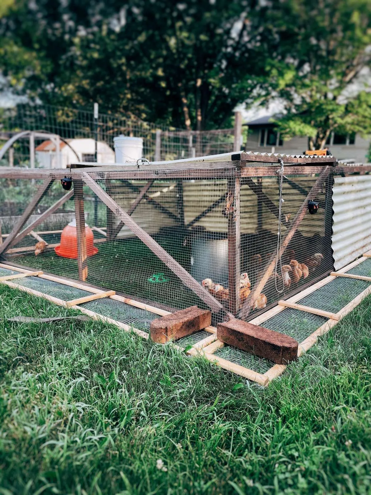 54502 common chicken coop predators