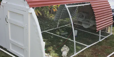 /img/54504-chicken-coop-cleaning.webp