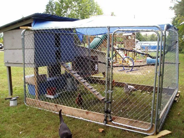 54516 cleaning and sanitizing coop