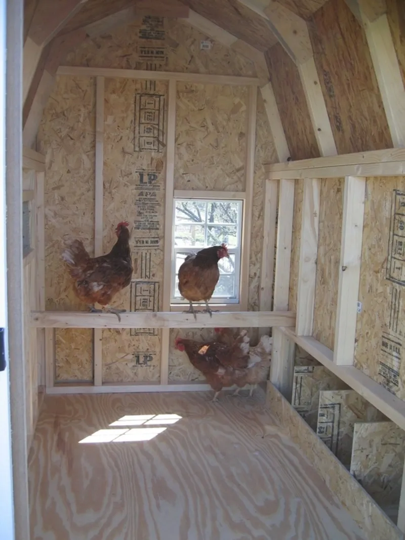 /img/54531-chicken-coop-maintenance.webp