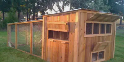 /img/54532-chicken-coop-automatic-door.webp
