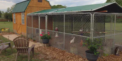 /img/54533-cost-analysis-dog-kennel-chicken-coop.webp