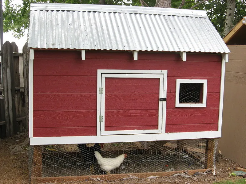 54534 cleaning chicken coop