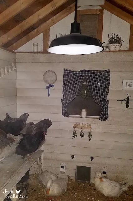 54536 chicken coop winter lighting