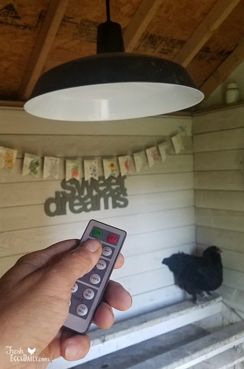 54539 chicken laying eggs