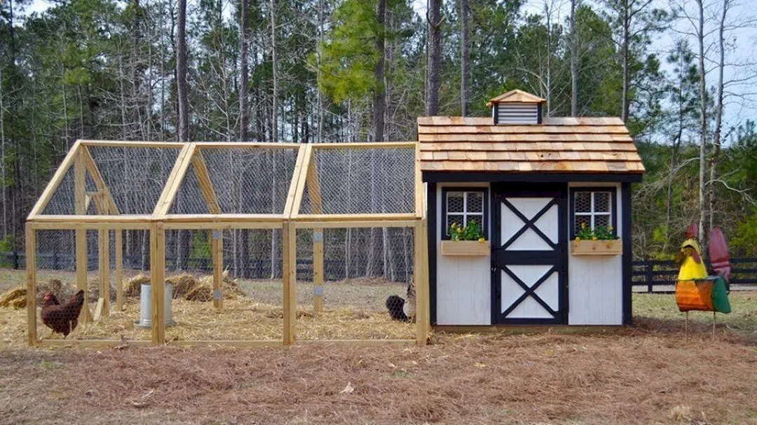 /img/54541-cheap-chicken-coop-ideas-predator.webp