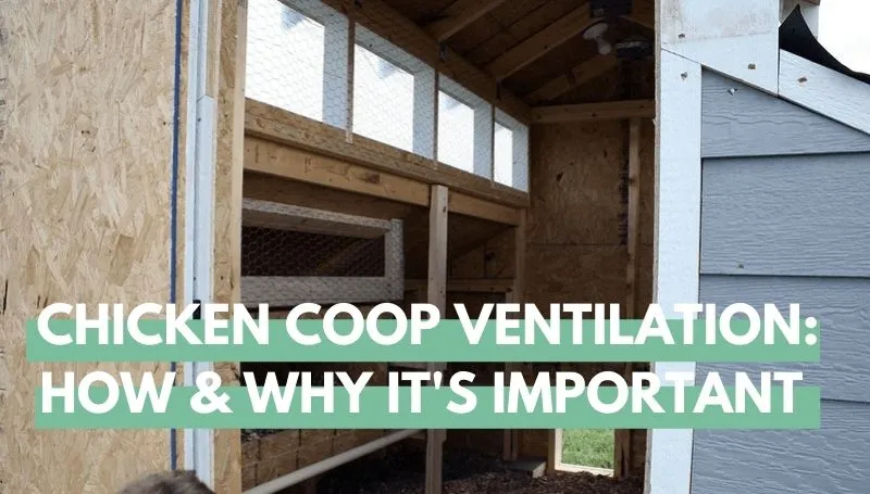 /img/54543-chicken-coop-ventilation-7.webp