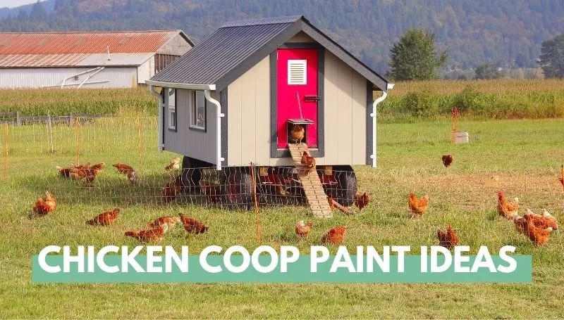 54547 chicken coop paint weather protection